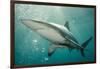 Oceanic Black-Tip Shark and Remora, KwaZulu-Natal, South Africa-Pete Oxford-Framed Photographic Print