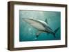 Oceanic Black-Tip Shark and Remora, KwaZulu-Natal, South Africa-Pete Oxford-Framed Photographic Print