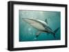 Oceanic Black-Tip Shark and Remora, KwaZulu-Natal, South Africa-Pete Oxford-Framed Photographic Print