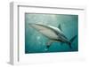 Oceanic Black-Tip Shark and Remora, KwaZulu-Natal, South Africa-Pete Oxford-Framed Photographic Print