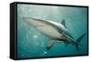 Oceanic Black-Tip Shark and Remora, KwaZulu-Natal, South Africa-Pete Oxford-Framed Stretched Canvas