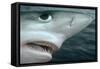 Oceanic Blue Shark Above Water, Close-Up of Face-null-Framed Stretched Canvas