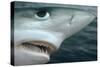 Oceanic Blue Shark Above Water, Close-Up of Face-null-Stretched Canvas