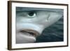 Oceanic Blue Shark Above Water, Close-Up of Face-null-Framed Photographic Print