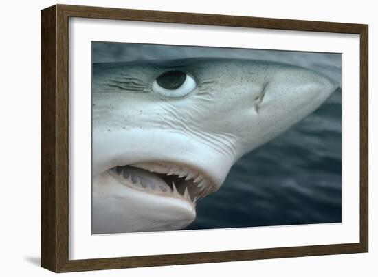 Oceanic Blue Shark Above Water, Close-Up of Face-null-Framed Photographic Print