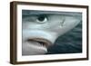 Oceanic Blue Shark Above Water, Close-Up of Face-null-Framed Photographic Print