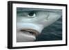 Oceanic Blue Shark Above Water, Close-Up of Face-null-Framed Photographic Print