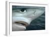 Oceanic Blue Shark Above Water, Close-Up of Face-null-Framed Photographic Print