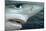 Oceanic Blue Shark Above Water, Close-Up of Face-null-Mounted Photographic Print