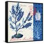 Oceanic Botanical-Devon Ross-Framed Stretched Canvas