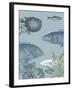 Oceanic Fiesta-The Vintage Collection-Framed Giclee Print