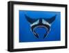 Oceanic manta Cousins Rock, Santiago Island, Galapagos NP-Alex Mustard-Framed Photographic Print