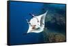 oceanic manta ray being cleaned by clarion angelfish, mexico-alex mustard-Framed Stretched Canvas