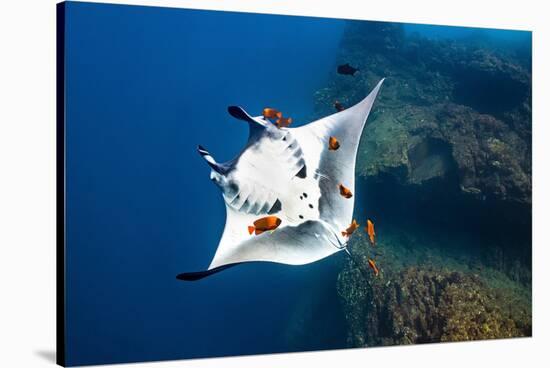 oceanic manta ray being cleaned by clarion angelfish, mexico-alex mustard-Stretched Canvas