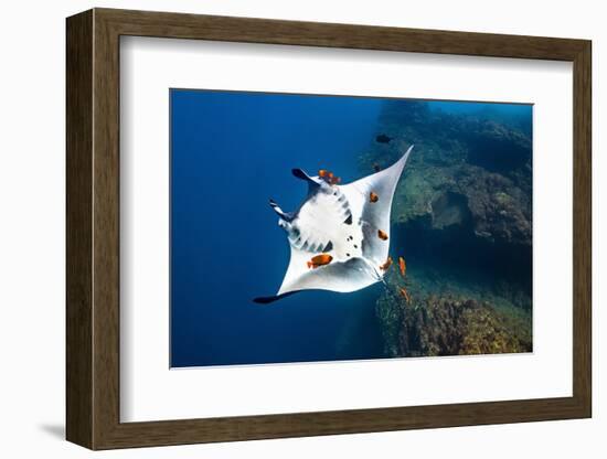 oceanic manta ray being cleaned by clarion angelfish, mexico-alex mustard-Framed Photographic Print