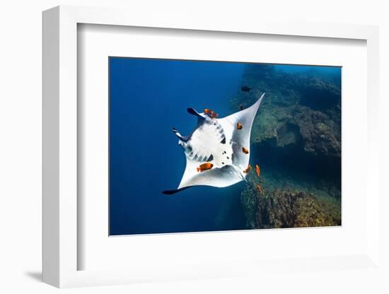 oceanic manta ray being cleaned by clarion angelfish, mexico-alex mustard-Framed Photographic Print