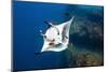 oceanic manta ray being cleaned by clarion angelfish, mexico-alex mustard-Mounted Photographic Print