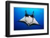 oceanic manta ray with fins curled as classic devil ray horns-alex mustard-Framed Photographic Print