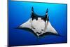 oceanic manta ray with fins curled as classic devil ray horns-alex mustard-Mounted Photographic Print
