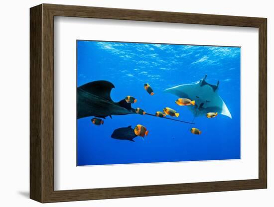 oceanic manta rays waiting to be cleaned by clarion angelfish-alex mustard-Framed Photographic Print