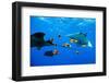 oceanic manta rays waiting to be cleaned by clarion angelfish-alex mustard-Framed Photographic Print