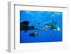 oceanic manta rays waiting to be cleaned by clarion angelfish-alex mustard-Framed Photographic Print