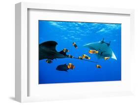 oceanic manta rays waiting to be cleaned by clarion angelfish-alex mustard-Framed Photographic Print