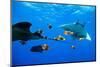 oceanic manta rays waiting to be cleaned by clarion angelfish-alex mustard-Mounted Photographic Print