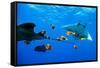 oceanic manta rays waiting to be cleaned by clarion angelfish-alex mustard-Framed Stretched Canvas
