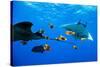 oceanic manta rays waiting to be cleaned by clarion angelfish-alex mustard-Stretched Canvas