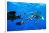 oceanic manta rays waiting to be cleaned by clarion angelfish-alex mustard-Framed Photographic Print