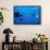 oceanic manta rays waiting to be cleaned by clarion angelfish-alex mustard-Framed Photographic Print displayed on a wall