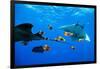 oceanic manta rays waiting to be cleaned by clarion angelfish-alex mustard-Framed Photographic Print