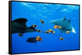oceanic manta rays waiting to be cleaned by clarion angelfish-alex mustard-Framed Stretched Canvas