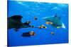 oceanic manta rays waiting to be cleaned by clarion angelfish-alex mustard-Stretched Canvas