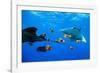 oceanic manta rays waiting to be cleaned by clarion angelfish-alex mustard-Framed Photographic Print