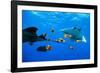 oceanic manta rays waiting to be cleaned by clarion angelfish-alex mustard-Framed Photographic Print