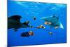 oceanic manta rays waiting to be cleaned by clarion angelfish-alex mustard-Mounted Photographic Print