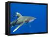 Oceanic Whitetip (Carcharhinus Longimanus)-Stephen Frink-Framed Stretched Canvas