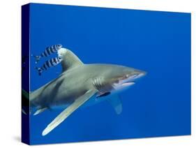 Oceanic Whitetip (Carcharhinus Longimanus)-Stephen Frink-Stretched Canvas