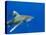 Oceanic Whitetip (Carcharhinus Longimanus)-Stephen Frink-Stretched Canvas