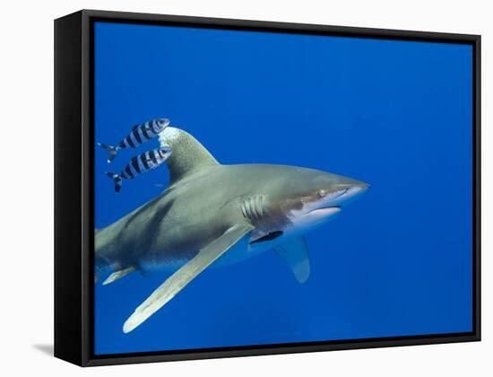 Oceanic Whitetip (Carcharhinus Longimanus)-Stephen Frink-Framed Stretched Canvas