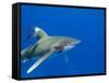 Oceanic Whitetip (Carcharhinus Longimanus)-Stephen Frink-Framed Stretched Canvas