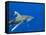 Oceanic Whitetip (Carcharhinus Longimanus)-Stephen Frink-Framed Stretched Canvas