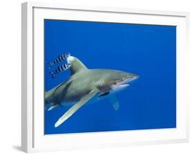 Oceanic Whitetip (Carcharhinus Longimanus)-Stephen Frink-Framed Photographic Print