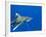 Oceanic Whitetip (Carcharhinus Longimanus)-Stephen Frink-Framed Photographic Print