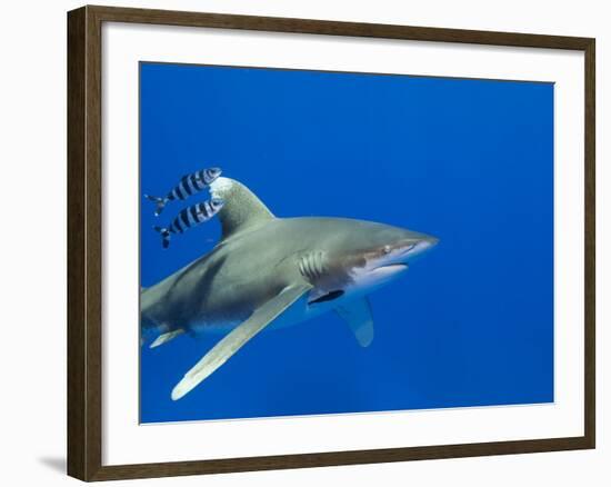 Oceanic Whitetip (Carcharhinus Longimanus)-Stephen Frink-Framed Photographic Print