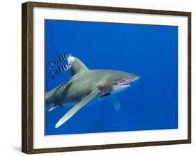 Oceanic Whitetip (Carcharhinus Longimanus)-Stephen Frink-Framed Photographic Print