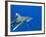 Oceanic Whitetip (Carcharhinus Longimanus)-Stephen Frink-Framed Photographic Print
