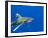 Oceanic Whitetip (Carcharhinus Longimanus)-Stephen Frink-Framed Photographic Print